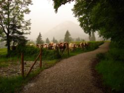 2013-06-01_Regina-F-Rau_Staffelalm_Hochwasser (011).JPG